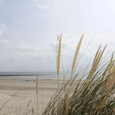 Ariana, Orchid Borkum